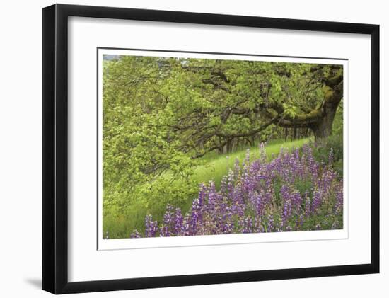 Lupine and Oak-Donald Paulson-Framed Giclee Print