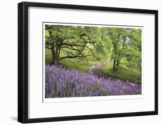 Lupine and Oaks-Donald Paulson-Framed Giclee Print