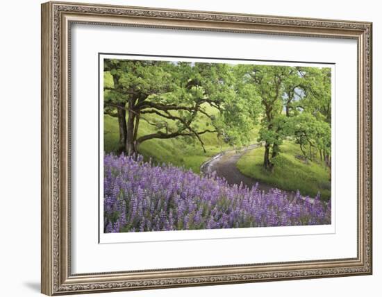 Lupine and Oaks-Donald Paulson-Framed Giclee Print