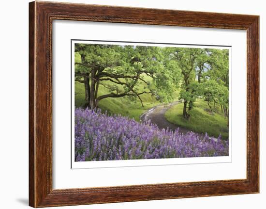 Lupine and Oaks-Donald Paulson-Framed Giclee Print