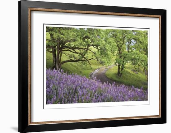 Lupine and Oaks-Donald Paulson-Framed Giclee Print