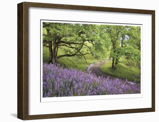 Lupine and Oaks-Donald Paulson-Framed Giclee Print