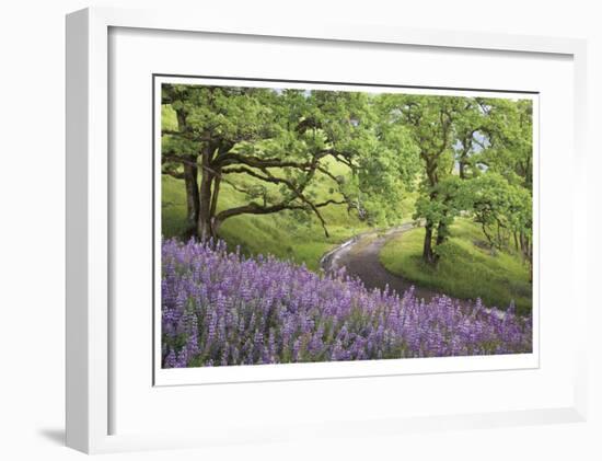 Lupine and Oaks-Donald Paulson-Framed Giclee Print