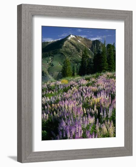 Lupine and Subalpine Firs, Humboldt National Forest, Jarbridge Wilderness and Mountains, Nevada,-Scott T. Smith-Framed Photographic Print