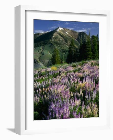 Lupine and Subalpine Firs, Humboldt National Forest, Jarbridge Wilderness and Mountains, Nevada,-Scott T. Smith-Framed Photographic Print