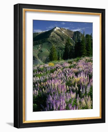 Lupine and Subalpine Firs, Humboldt National Forest, Jarbridge Wilderness and Mountains, Nevada,-Scott T. Smith-Framed Photographic Print