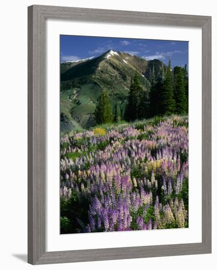 Lupine and Subalpine Firs, Humboldt National Forest, Jarbridge Wilderness and Mountains, Nevada,-Scott T. Smith-Framed Photographic Print