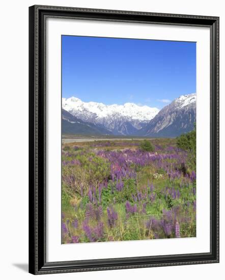 Lupine and the Main Divide, Arthur's Pass National Park, South Island, New Zealand-Rob Tilley-Framed Photographic Print