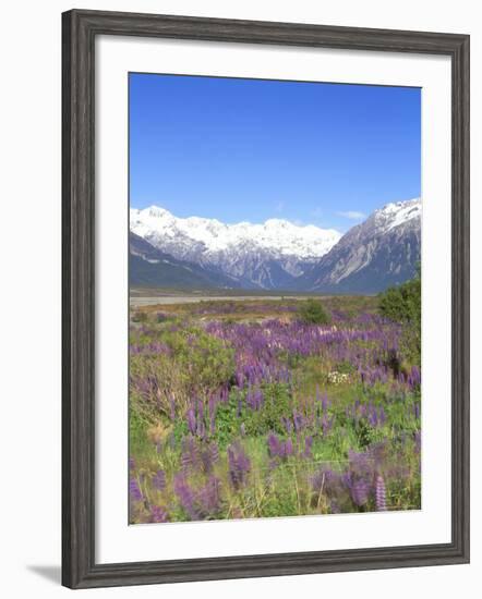Lupine and the Main Divide, Arthur's Pass National Park, South Island, New Zealand-Rob Tilley-Framed Photographic Print