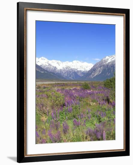 Lupine and the Main Divide, Arthur's Pass National Park, South Island, New Zealand-Rob Tilley-Framed Photographic Print