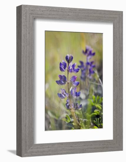 Lupine, California Central Coast, Near Paso Robles, California-Rob Sheppard-Framed Photographic Print