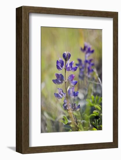 Lupine, California Central Coast, Near Paso Robles, California-Rob Sheppard-Framed Photographic Print