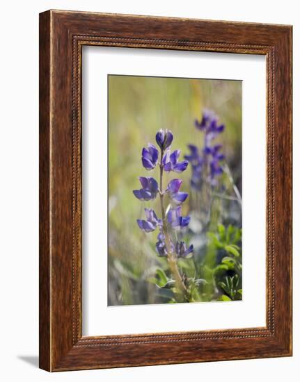 Lupine, California Central Coast, Near Paso Robles, California-Rob Sheppard-Framed Photographic Print