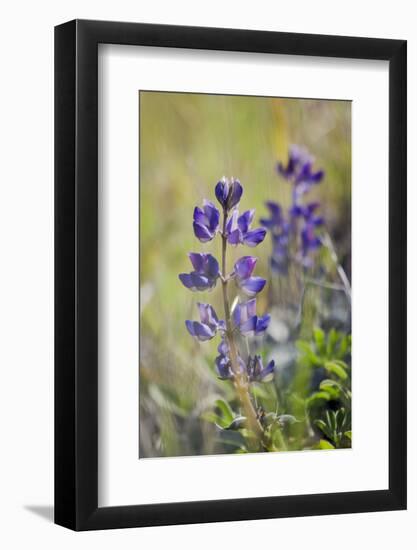 Lupine, California Central Coast, Near Paso Robles, California-Rob Sheppard-Framed Photographic Print