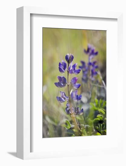 Lupine, California Central Coast, Near Paso Robles, California-Rob Sheppard-Framed Photographic Print