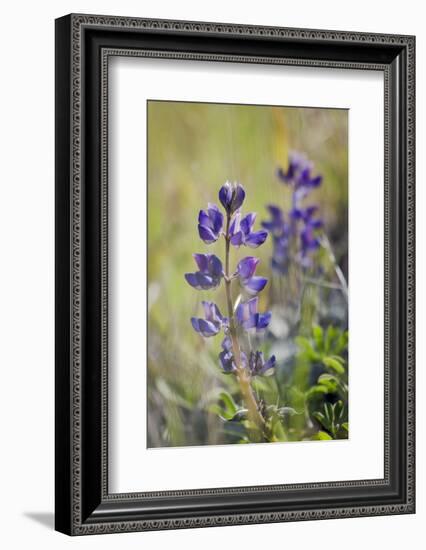 Lupine, California Central Coast, Near Paso Robles, California-Rob Sheppard-Framed Photographic Print