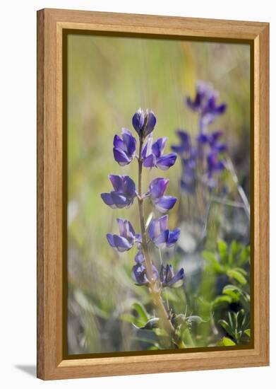 Lupine, California Central Coast, Near Paso Robles, California-Rob Sheppard-Framed Premier Image Canvas