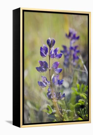 Lupine, California Central Coast, Near Paso Robles, California-Rob Sheppard-Framed Premier Image Canvas