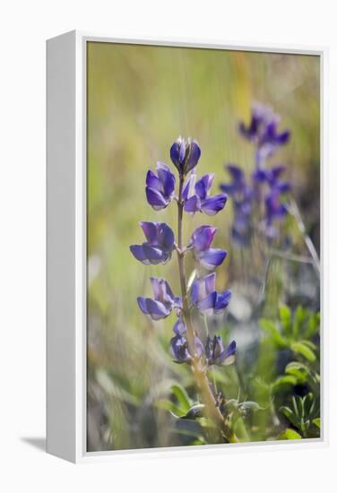 Lupine, California Central Coast, Near Paso Robles, California-Rob Sheppard-Framed Premier Image Canvas