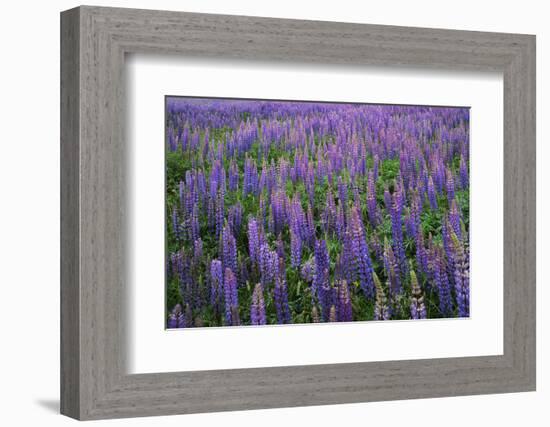 Lupine, Clallam County, Washington, USA-Charles Gurche-Framed Photographic Print