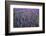 Lupine, Clallam County, Washington, USA-Charles Gurche-Framed Photographic Print