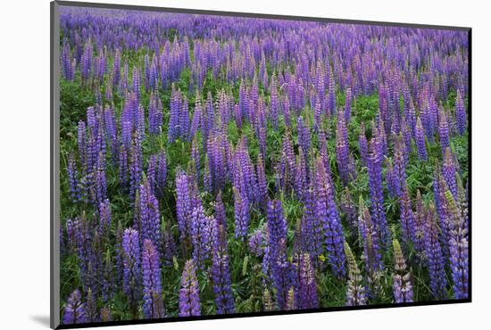 Lupine, Clallam County, Washington, USA-Charles Gurche-Mounted Photographic Print