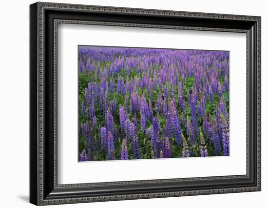 Lupine, Clallam County, Washington, USA-Charles Gurche-Framed Photographic Print