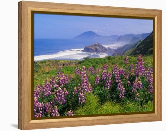 Lupine Flowers and Rugged Coastline along Southern Oregon, USA-Adam Jones-Framed Premier Image Canvas