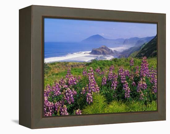 Lupine Flowers and Rugged Coastline along Southern Oregon, USA-Adam Jones-Framed Premier Image Canvas