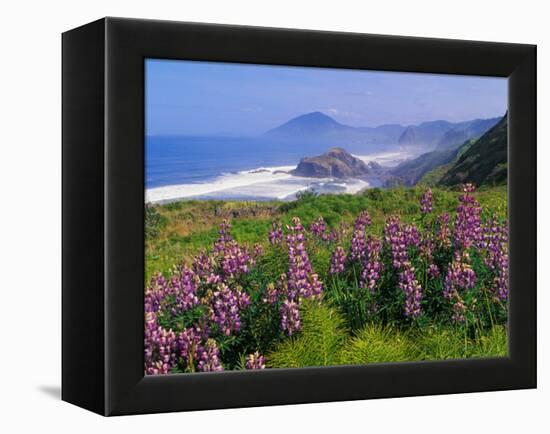 Lupine Flowers and Rugged Coastline along Southern Oregon, USA-Adam Jones-Framed Premier Image Canvas