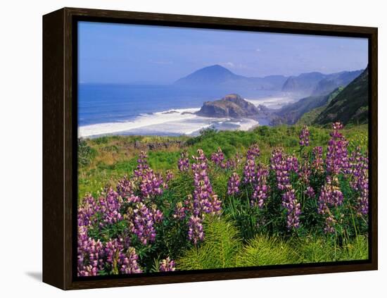 Lupine Flowers and Rugged Coastline along Southern Oregon, USA-Adam Jones-Framed Premier Image Canvas