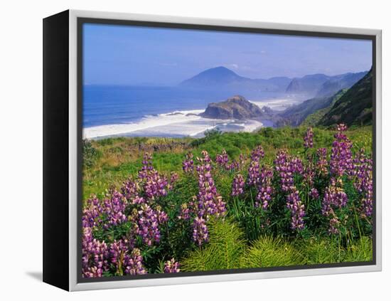 Lupine Flowers and Rugged Coastline along Southern Oregon, USA-Adam Jones-Framed Premier Image Canvas
