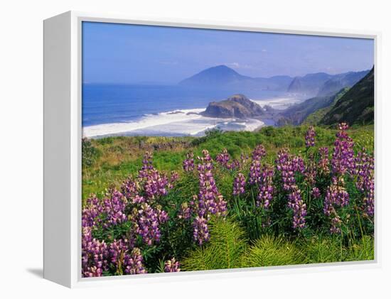 Lupine Flowers and Rugged Coastline along Southern Oregon, USA-Adam Jones-Framed Premier Image Canvas