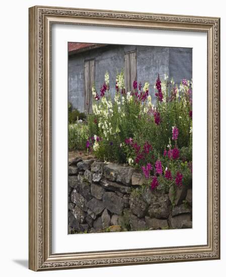 Lupine Flowers, Grand-Ilet, , Cirque de Salazie, Reunion Island, France-Walter Bibikow-Framed Photographic Print