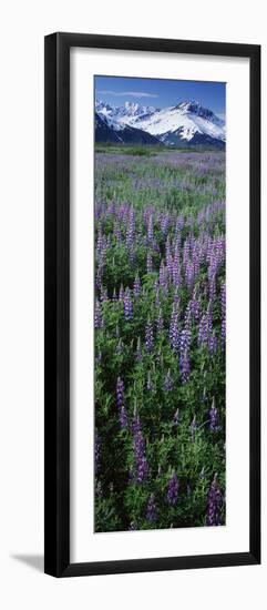 Lupine Flowers in Bloom, Turnagain Arm, Alaska, USA-null-Framed Photographic Print