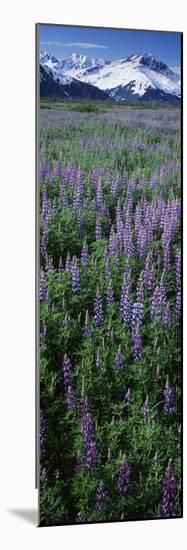 Lupine Flowers in Bloom, Turnagain Arm, Alaska, USA-null-Mounted Photographic Print