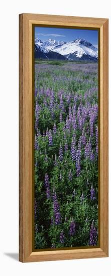 Lupine Flowers in Bloom, Turnagain Arm, Alaska, USA-null-Framed Premier Image Canvas