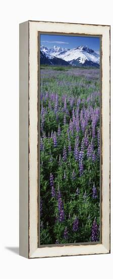 Lupine Flowers in Bloom, Turnagain Arm, Alaska, USA-null-Framed Premier Image Canvas