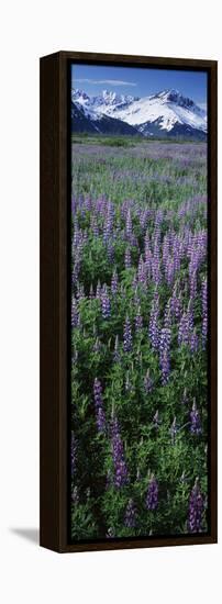 Lupine Flowers in Bloom, Turnagain Arm, Alaska, USA-null-Framed Premier Image Canvas