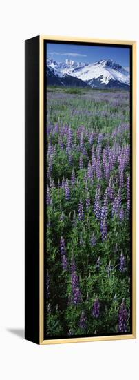 Lupine Flowers in Bloom, Turnagain Arm, Alaska, USA-null-Framed Premier Image Canvas