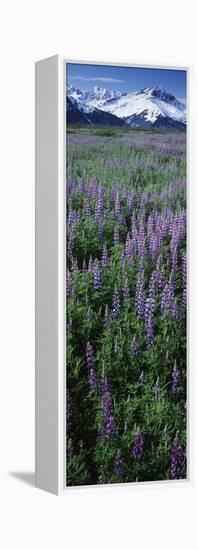 Lupine Flowers in Bloom, Turnagain Arm, Alaska, USA-null-Framed Premier Image Canvas