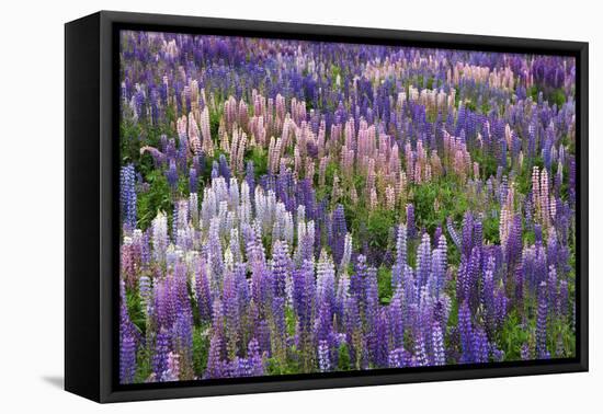 Lupine Flowers in Fiordland National Park, South Island, New Zealand-Jaynes Gallery-Framed Premier Image Canvas