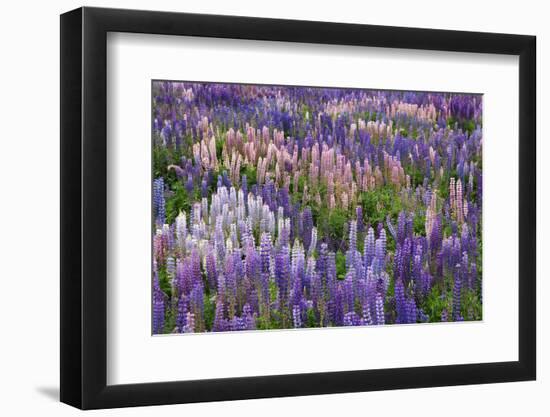 Lupine Flowers in Fiordland National Park, South Island, New Zealand-Jaynes Gallery-Framed Photographic Print