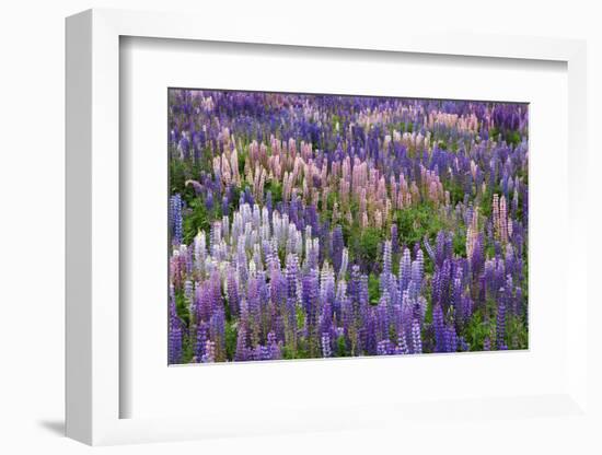 Lupine Flowers in Fiordland National Park, South Island, New Zealand-Jaynes Gallery-Framed Photographic Print