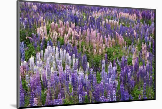 Lupine Flowers in Fiordland National Park, South Island, New Zealand-Jaynes Gallery-Mounted Photographic Print