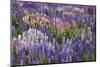 Lupine Flowers in Fiordland National Park, South Island, New Zealand-Jaynes Gallery-Mounted Photographic Print