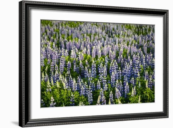 Lupine Flowers, Reykjavik, Iceland, Polar Regions-Yadid Levy-Framed Photographic Print