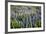 Lupine Flowers, Reykjavik, Iceland, Polar Regions-Yadid Levy-Framed Photographic Print