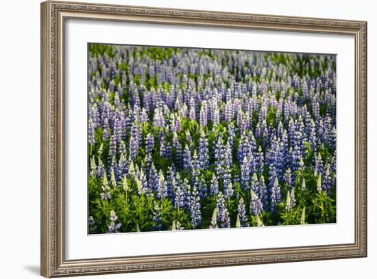 Lupine Flowers, Reykjavik, Iceland, Polar Regions-Yadid Levy-Framed Photographic Print