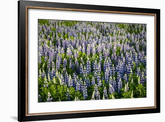 Lupine Flowers, Reykjavik, Iceland, Polar Regions-Yadid Levy-Framed Photographic Print